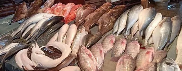 البوكس نيوز – أسعار الأسماك اليوم الاحد 28 أغسطس 2022 بالاسواق المصريه