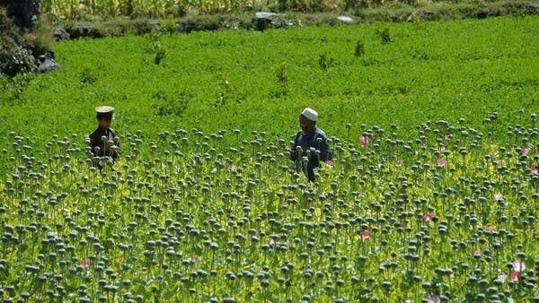 البوكس نيوز – ازدهار زراعة خشخاش الأفيون في أفغانستان