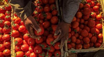 كيلو الطماطم بـ4.5 والبصل بـ 10 جنيهات اليوم الأحد – البوكس نيوز