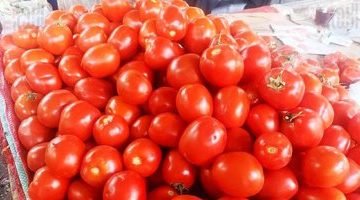 البوكس نيوز – الطماطم بـ 6.5 جنيه والبطاطس 4 جنيهات.. أسعار الخضراوات اليوم