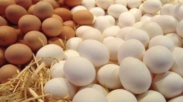 المحصول السنوى من بيض المائدة سجل 16.4 مليار بيضة بنهاية 2021 – البوكس نيوز