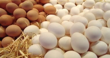 المحصول السنوى من بيض المائدة سجل 16.4 مليار بيضة بنهاية 2021 – البوكس نيوز