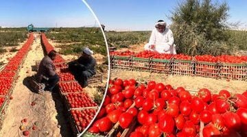 أسعار الخضراوات فى مصر.. سعر كيلو الطماطم 4.30 إلى 6 جنيهات – البوكس نيوز