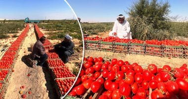 استقرار أسعار الخضراوات .. سعر كيلو الطماطم يتراوح من 4 إلى 5.5 جنيه – البوكس نيوز