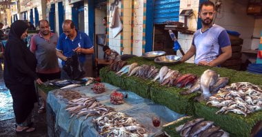 أسعار الأسماك اليوم تسجل استقرارا والبلطى مقاس 1 بـ 74 جنيها – البوكس نيوز