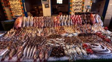 استقرار أسعار الأسماك فى مصر اليوم عند 59 جنيها للكيلو – البوكس نيوز