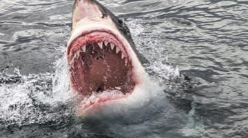 البوكس نيوز – حالة جنونية تنتاب سمك القرش.. فيديو