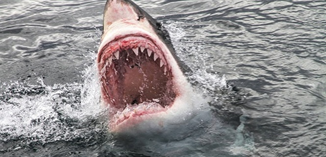 البوكس نيوز – حالة جنونية تنتاب سمك القرش.. فيديو