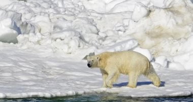 تكنولوجيا  – ابتكار نسيج جديد مستوحى من الدب القطبى أخف بنسبة 30٪ من القطن وأكثر دفئًا