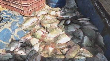 أسعار السمك فى الأسواق اليوم الخميس 4-5-2023 – البوكس نيوز