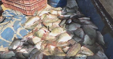 أسعار الأسماك.. البلطى مقاس (1) 73 جنيها إلى 75 بسوق الجملة – البوكس نيوز