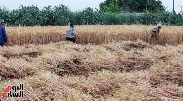 المغرب يتوقع ارتفاع إنتاج محاصيل الحبوب إلى 5.51 مليون طن فى 2023 – البوكس نيوز