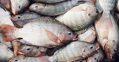 تعرف على أسعار الأسماك البلطى الأسوانى والفيليه اليوم الأحد – البوكس نيوز