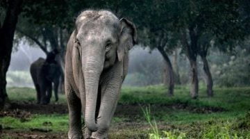 تكنولوجيا  – علماء البيئة: تقلص مساحة مناطق توطن الفيلة فى آسيا بأكثر من 64%