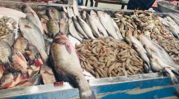 أسعار الأسماك اليوم الأحد 14-5-2023 – البوكس نيوز