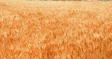 دراسة حديثة: القمح فى “خطر” بسبب تغير المناخ – البوكس نيوز