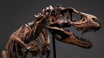 تكنولوجيا  – اكتشاف عظام ديناصور من نوع صوروبودا في روسيا