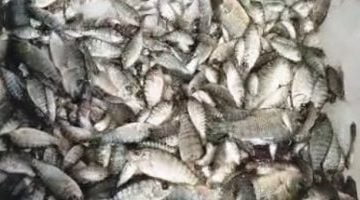 تعرف على أسعار الأسماك اليوم فى الأسواق – البوكس نيوز