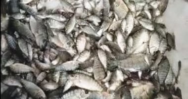 شعبة الأسماك تكشف استقرار أسعار البلطى عند 73 جنيها للكيلو – البوكس نيوز