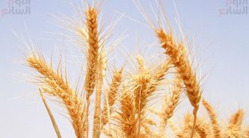 تكنولوجيا  – دراسة جديدة: محاصيل القمح بالولايات المتحدة والصين تتعرض لتهديد بسبب الجفاف