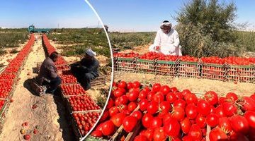 اقتصاد – أسعار الخضراوات فى الأسواق اليوم.. الطماطم تسجل 6 جنيهات – البوكس نيوز