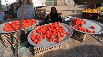 أسعار الخضراوات بالأسواق.. الطماطم من 2.5 لـ 4 جنيهات والبطاطس 7.5 جنيه – البوكس نيوز