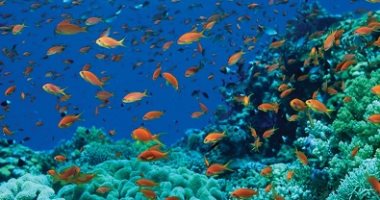 تكنولوجيا  – الطبيعة فى مواجهة المناخ.. الشعاب المرجانية تقاوم رغم توقعات اختفائها