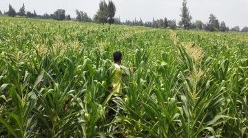 اقتصاد – 318 مليون دولار واردات مصر من الذرة فى شهر واحد – البوكس نيوز