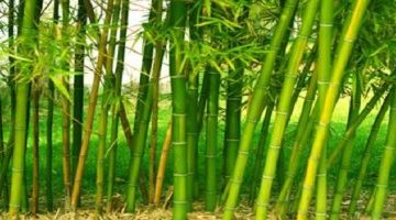 اقتصاد – 15 ميزة لنبات البامبو.. أهمها استخدامه فى صناعات الورق والأثاث والسجاد والغزل – البوكس نيوز
