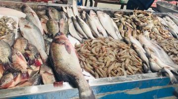 اقتصاد – ننشر أسعار الأسماك في الأسواق اليوم الأربعاء 23 أغسطس 2023 – البوكس نيوز