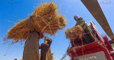 اقتصاد – واردات مصر من القمح تتراجع إلى 305 ملايين دولار فى يونيه الماضى – البوكس نيوز