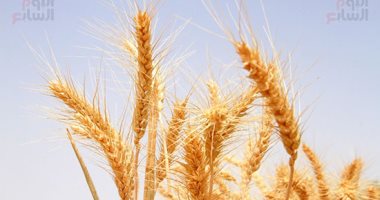 اقتصاد – واردات مصر من القمح ترتفع إلى 243 مليون دولار مايو الماضى – البوكس نيوز