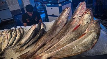 اقتصاد – أسعار الأسماك اليوم في مصر والبوري يسجل 60 جنيها – البوكس نيوز