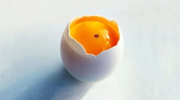 الان – فوائد تناول البيض.. هذا ما يفعله تناول بيضة واحدة يوميًا بجسمك – البوكس نيوز