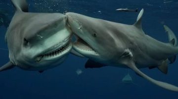 تكنولوجيا  – ماذا يحدث لأسماك القرش والدلافين والتماسيح والكائنات البحرية خلال الأعاصير؟