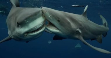 تكنولوجيا  – ماذا يحدث لأسماك القرش والدلافين والتماسيح والكائنات البحرية خلال الأعاصير؟
