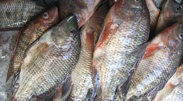 اقتصاد – أسعار الأسماك اليوم.. البلطى الأسوانى بين 20 و60 جنيها والفيليه البلطى بـ 40 – البوكس نيوز