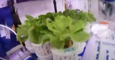 تكنولوجيا  – رواد فضاء صينيون يقومون بزراعة الخضراوات في الفضاء