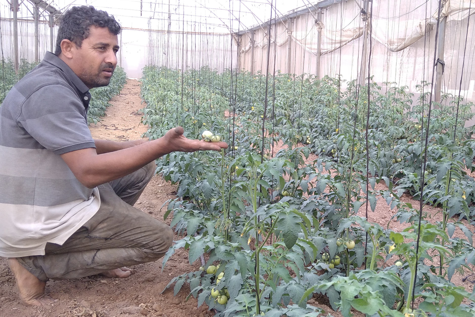 كيف يدمر العدوان الإسرائيلي القطاع الزراعي في غزة؟ | اقتصاد – البوكس نيوز