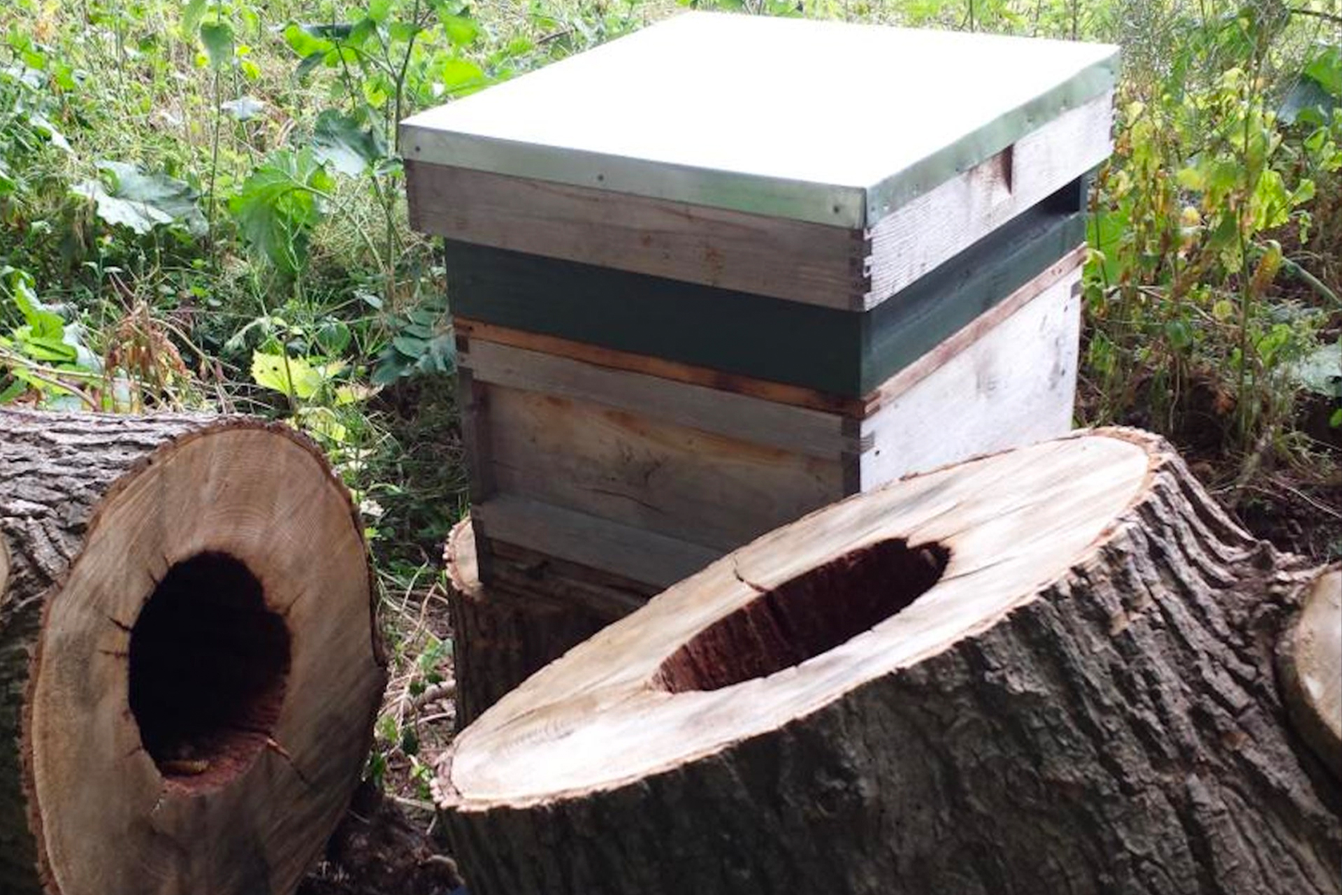 ممارساتنا الخاطئة في تربية النحل تضر بها | علوم – البوكس نيوز