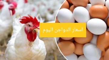 “رايحه علي فين يافراخ تاني”… أسعار الفراخ اليوم السبت 27 يناير حسب شعبة الدواجن!!