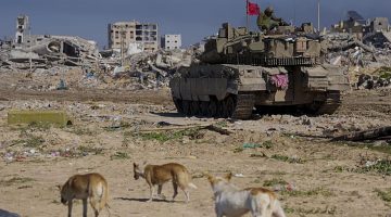 عدو مفاجئ.. ألف من الكلاب الضالة تتسلل لإسرائيل وتهاجم جنود الاحتلال | أخبار – البوكس نيوز