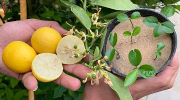خزنيه لرمضان.. طريقة عبقرية لزرع الليمون فى المنزل باحترافية من ثمرة ليمون من الثلاجة بدون تكاليف ولا مجهود