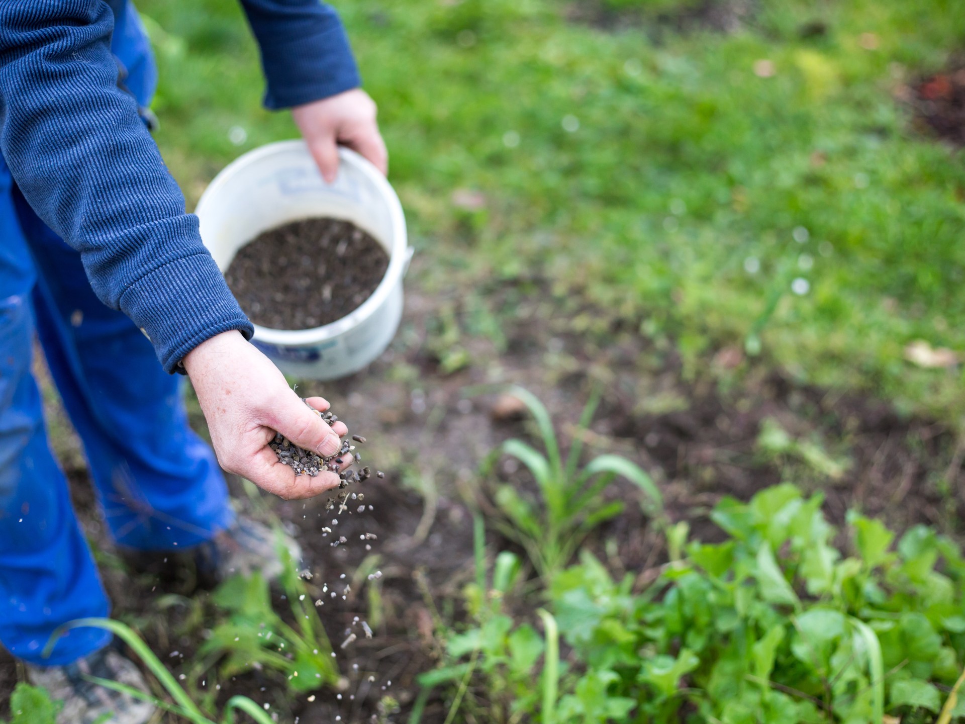نقص البوتاسيوم في التربة يهدد الأمن الغذائي العالمي | علوم – البوكس نيوز