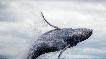 علماء يكشفون سر الترانيم المثيرة عند الحيتان | علوم – البوكس نيوز