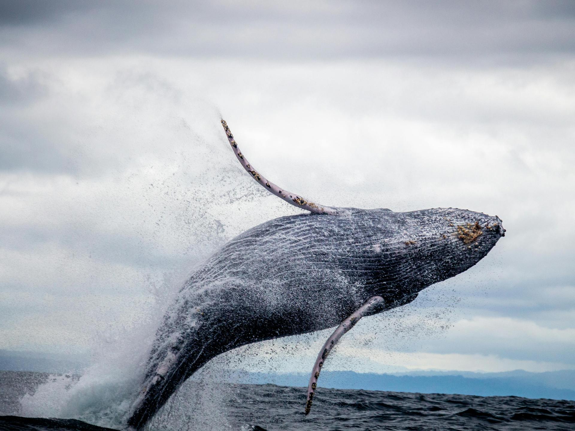 علماء يكشفون سر الترانيم المثيرة عند الحيتان | علوم – البوكس نيوز