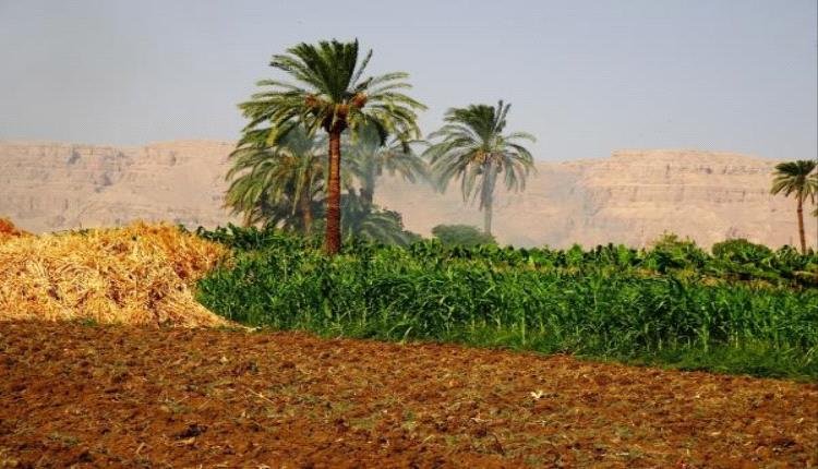 مصر تصدر منتجات زراعية بقيمة 1.5 مليار دولار خلال الربع الأول من العام الحالي