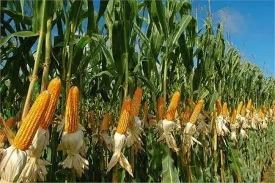 المغرب يسعى لمضاعفة إنتاجه من زيوت الطعام
