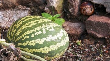 مراحل نمو البطيخ – العاصفة نيوز