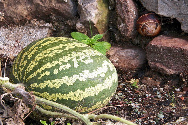 مراحل نمو البطيخ – العاصفة نيوز